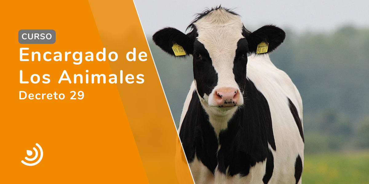 Decreto 29 - Encargado de los Animales